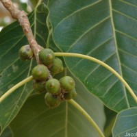 Ficus religiosa L.